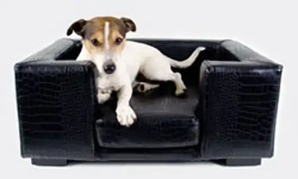 Animalerie en ligne