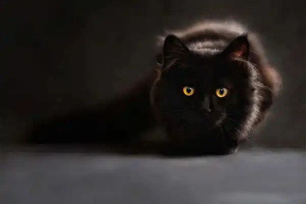 Présentation BlackCat SEO