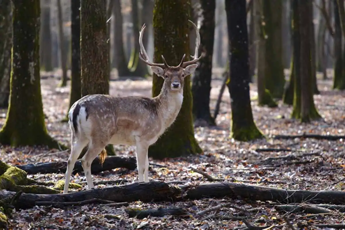 Découvrir la faune sauvage à l'aide des caméras thermiques