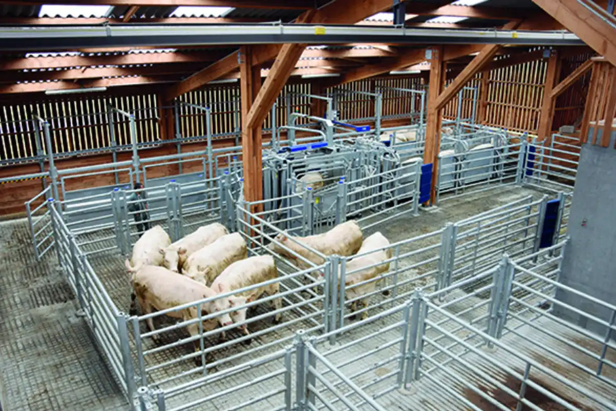 Les couloirs de contention bovins : un outil indispensable pour la sécurité et le bien-être animaux