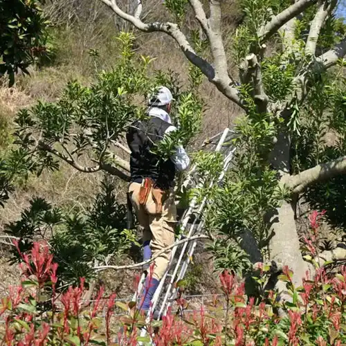 Présentation Jean Élagage