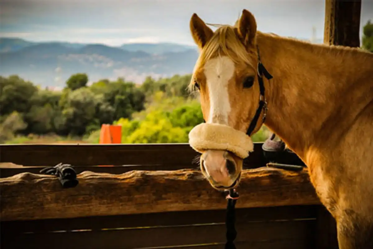 Bien-être équin : la santé du cheval avec des produits naturels